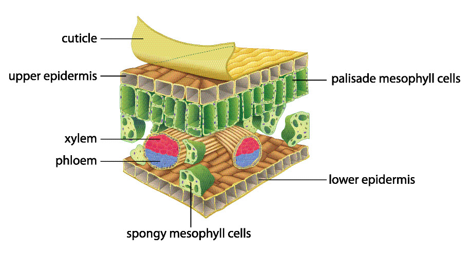 Image of leaf anatomy