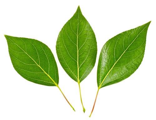 Leaves