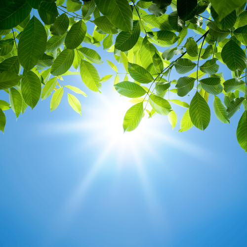 sun through the leaves