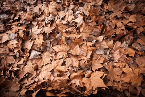 dry brown dead leaves