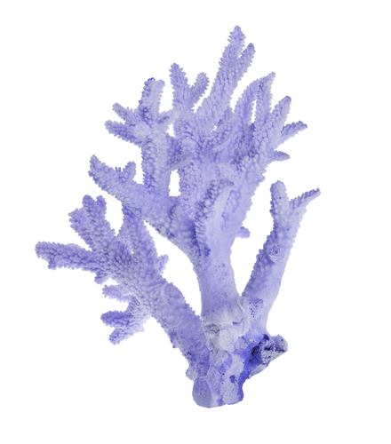 purple coral