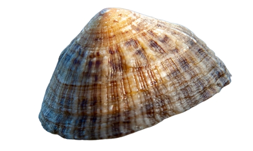 Limpet