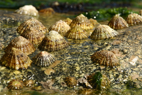 Limpets