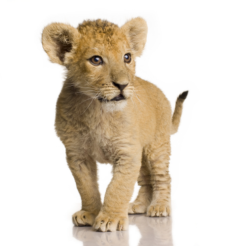 lion cub