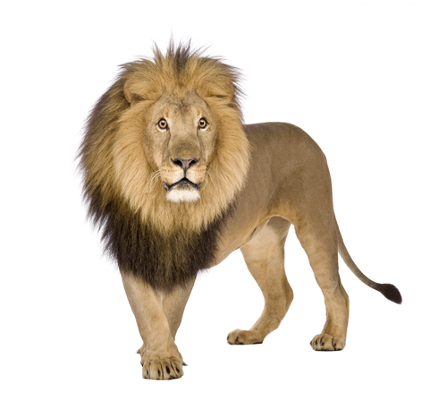 lion