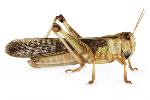 Locust