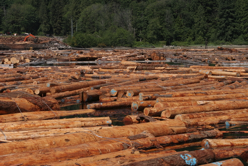 logging area