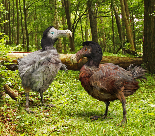 Dodo birds