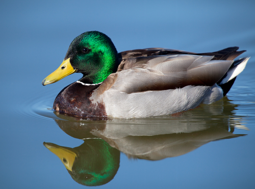 mallard drake