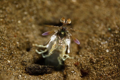 Mantis shrimp
