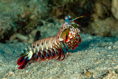 Mantis shrimp