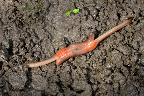 Mating earthworms