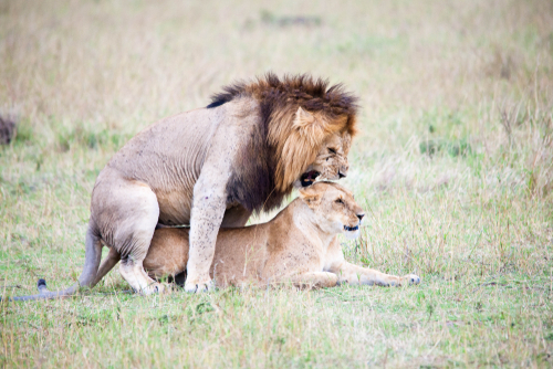 Mating lions