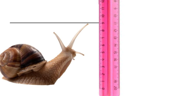 height of snail