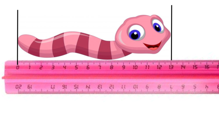 ruler measuring a worm
