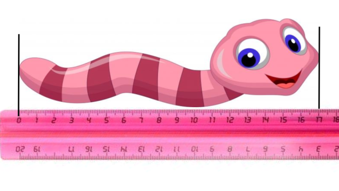 ruler measuring a worm