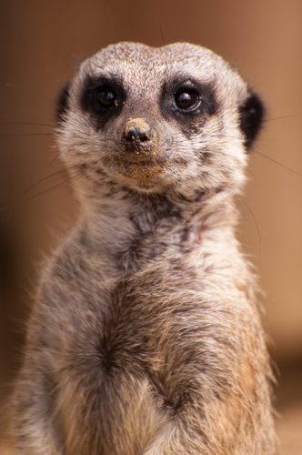 Meerkat