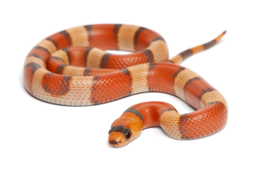 milk snake