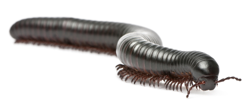 large millipede