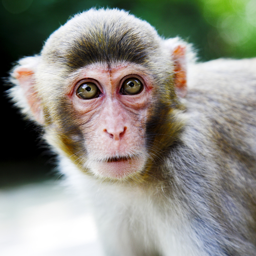 monkey