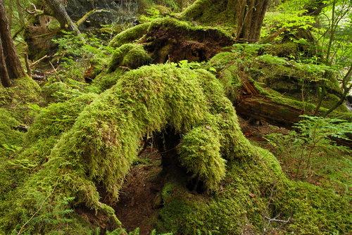 Trees covered in moss