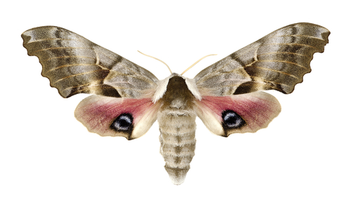 moth