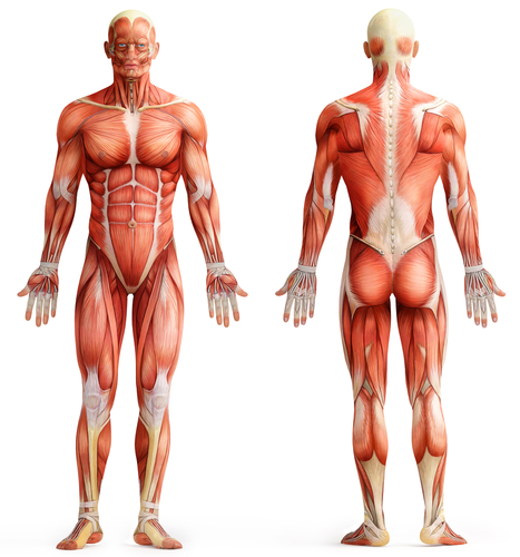 Human musculature