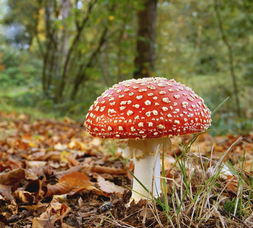 fly agaric toadstool