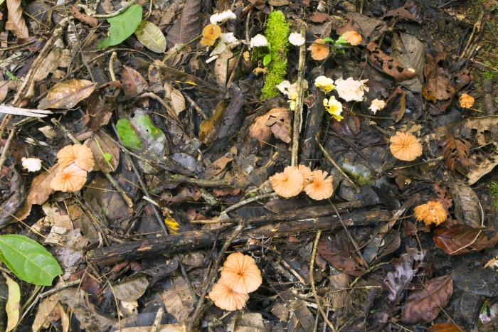 mushrooms in leaf litter