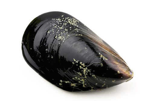 Mussel