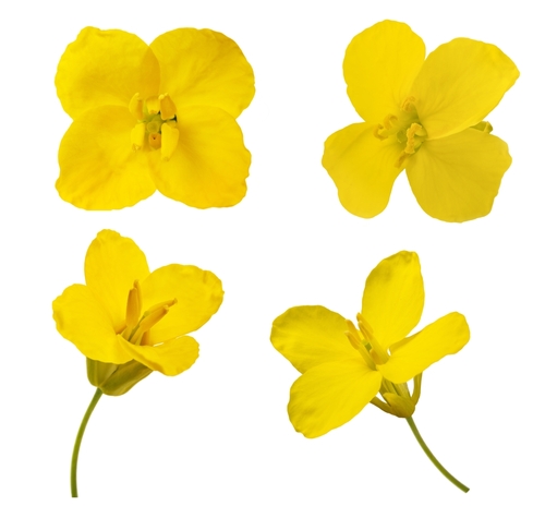 Mustard flower