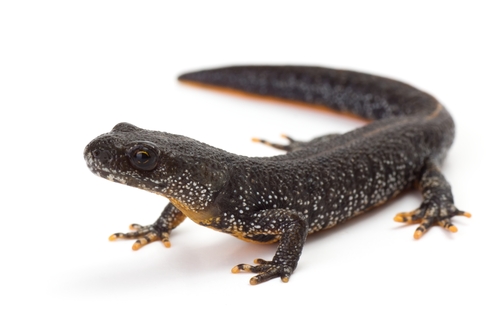 small black newt