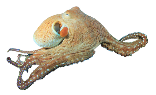 octopus