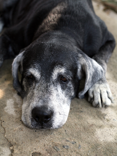 black and white dog lying down