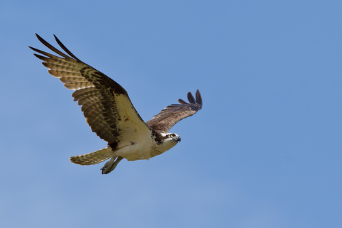 Osprey