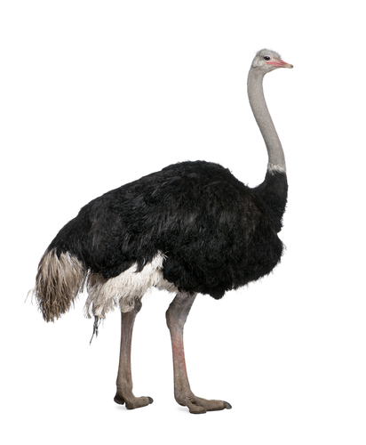 Ostrich