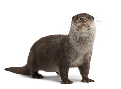 Otter