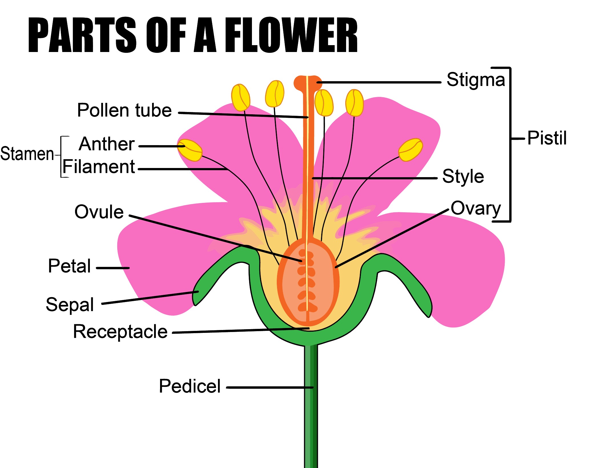 Flower labelled