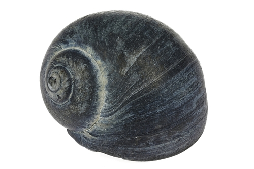 Periwinkle