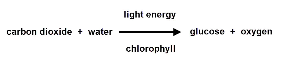 Bbc   gcse bitesize: photosynthesis