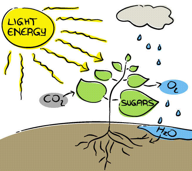 Photosynthesis picture