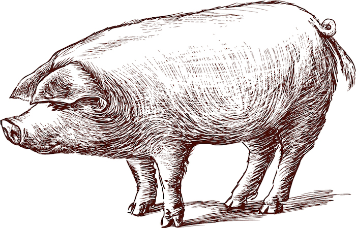 a sketch of a pig
