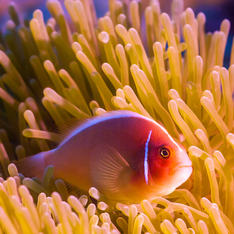 tropical pink fish in coral