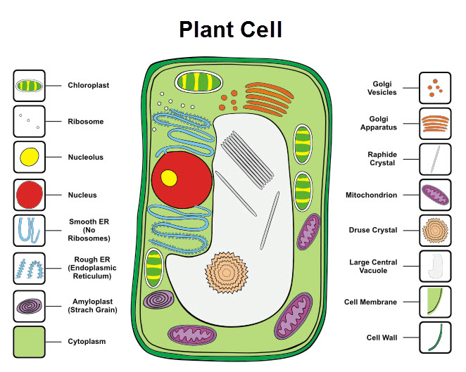 Image of a plant cell