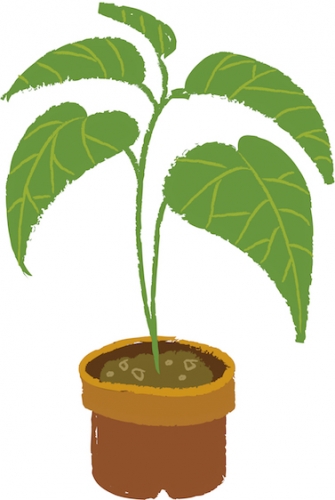 a plant