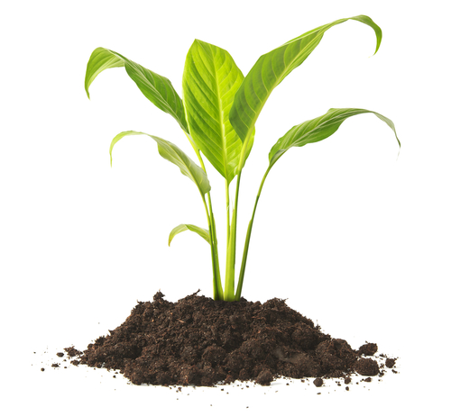 Image of plant in soil