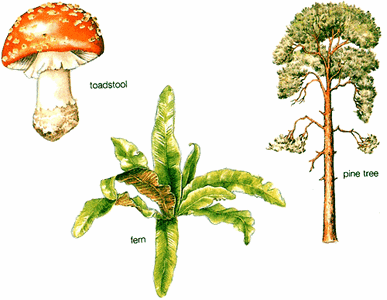 Plants and fungi