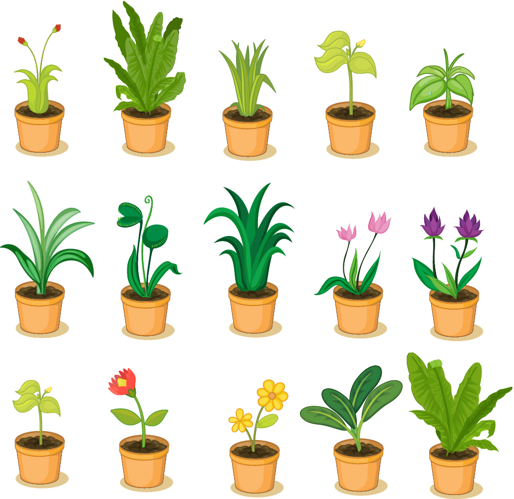 Selection of plants in pots
