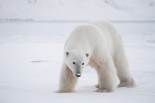 polar bear