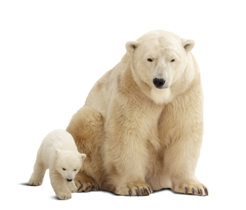 A polar bear and her cub